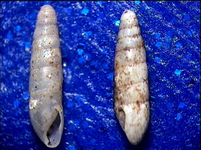 Hypnophyla girottii Esu, 1978